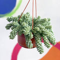 Burro's Tail - Sedum morganianum ‘Burrito’ - Sprouts of Bristol
