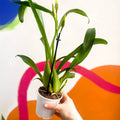 Butterfly Orchids - Odontoglossum - Sprouts of Bristol