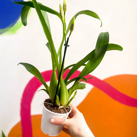 Butterfly Orchids - Odontoglossum - Sprouts of Bristol