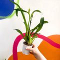 Butterfly Orchids - Odontoglossum - Sprouts of Bristol