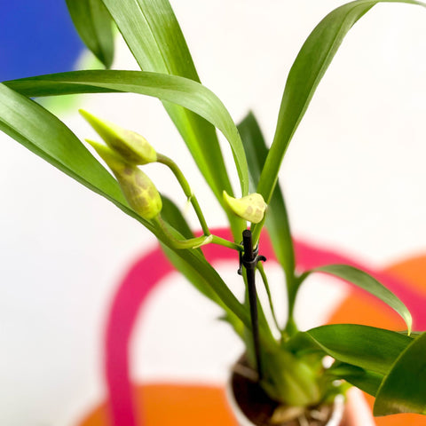 Butterfly Orchids - Odontoglossum - Sprouts of Bristol