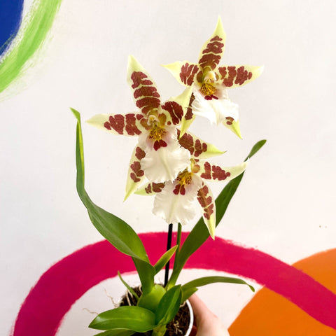 Butterfly Orchids - Odontoglossum aliceara 'Renaissance' - Sprouts of Bristol
