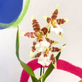 Butterfly Orchids - Odontoglossum aliceara 'Renaissance' - Sprouts of Bristol