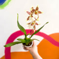 Butterfly Orchids - Odontoglossum aliceara 'Renaissance' - Sprouts of Bristol