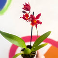 Butterfly Orchids - Odontoglossum wilsonara 'Wildfire' - Sprouts of Bristol