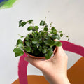 Button Fern - Pellaea rotundifolia - British Grown - Sprouts of Bristol