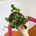 Button Fern - Pellaea rotundifolia - British Grown - Sprouts of Bristol