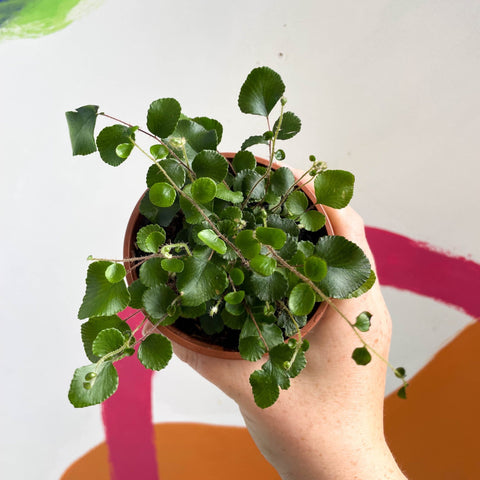 Button Fern - Pellaea rotundifolia - British Grown - Sprouts of Bristol