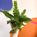 Button Fern - Pellaea rotundifolia - British Grown - Sprouts of Bristol