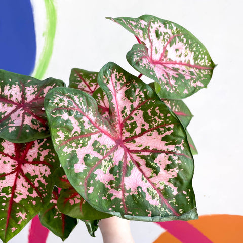 Caladium 'Carolyn Whorton' - Sprouts of Bristol