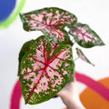 Caladium 'Carolyn Whorton' - Sprouts of Bristol