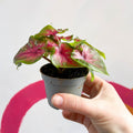 Caladium 'Casey' - Sprouts of Bristol