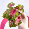 Caladium 'Casey' - Sprouts of Bristol