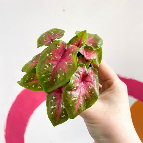 Caladium 'Casey' - Sprouts of Bristol