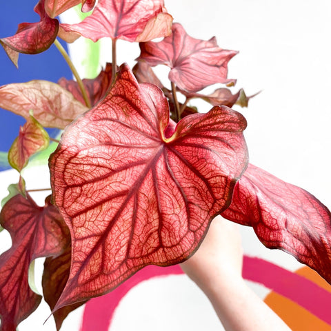 Caladium 'Desert Sunset' - Sprouts of Bristol