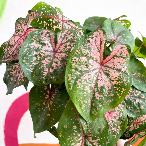 Caladium 'Pink Beauty' - Sprouts of Bristol