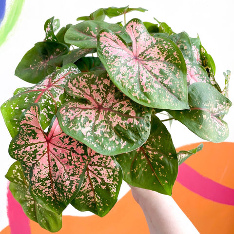 Caladium 'Pink Beauty' - Sprouts of Bristol