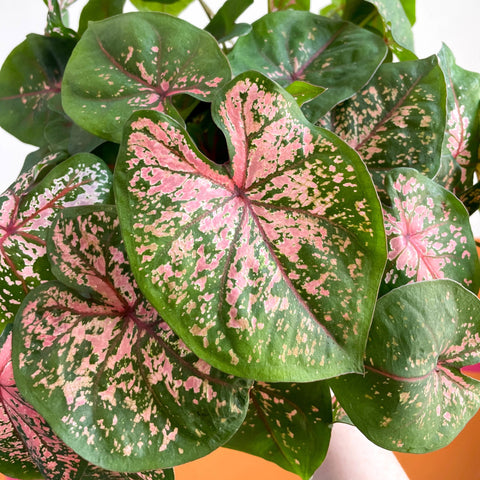Caladium 'Pink Beauty' - Sprouts of Bristol