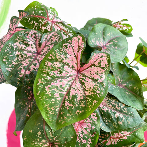 Caladium 'Pink Beauty' - Sprouts of Bristol