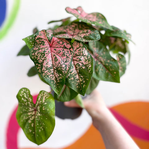 Caladium 'Pink Beauty' - Sprouts of Bristol