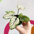 Caladium 'Pliage' - Sprouts of Bristol