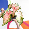 Caladium 'Roze' - Sprouts of Bristol