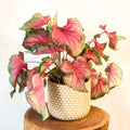 Caladium 'Sizzle' - Sprouts of Bristol