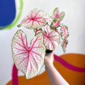 Caladium 'Summer Pink' - Sprouts of Bristol