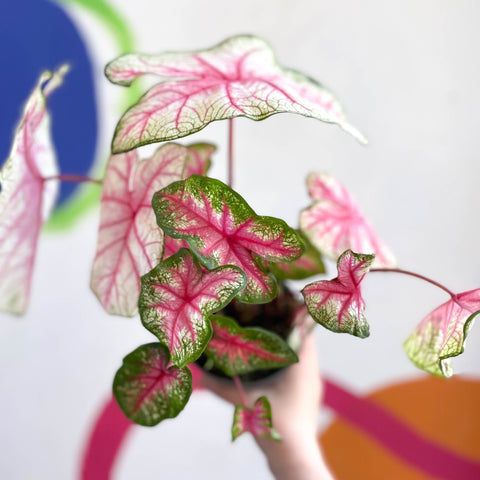 Caladium 'Summer Pink' - Sprouts of Bristol