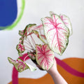 Caladium 'Summer Pink' - Sprouts of Bristol