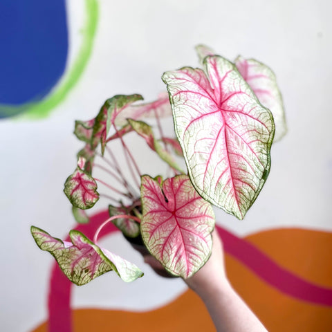 Caladium 'Summer Pink' - Sprouts of Bristol