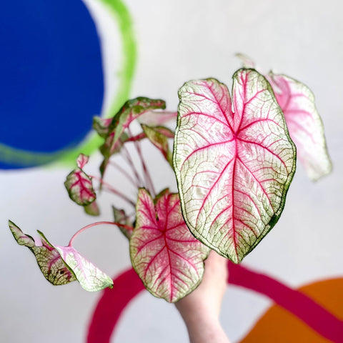 Caladium 'Summer Pink' - Sprouts of Bristol