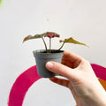 Caladium 'Valentina' - Sprouts of Bristol