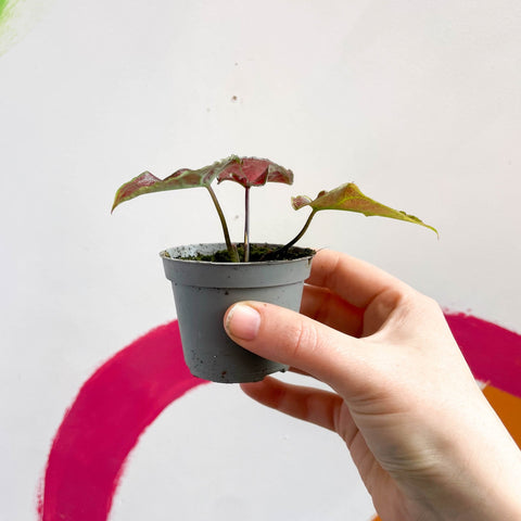 Caladium 'Valentina' - Sprouts of Bristol