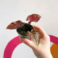 Caladium 'Valentina' - Sprouts of Bristol