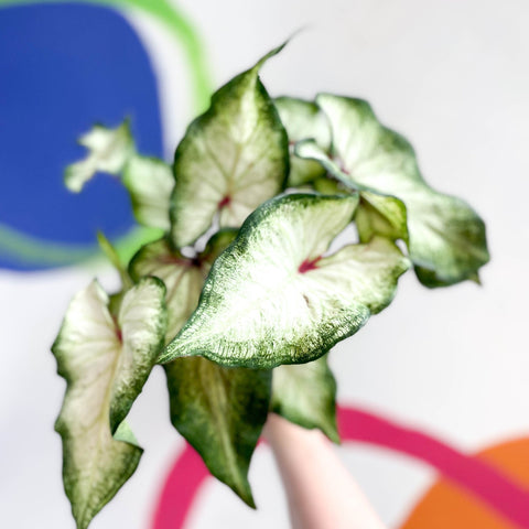 Caladium 'White Delight' - Sprouts of Bristol