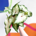 Caladium 'White Delight' - Sprouts of Bristol