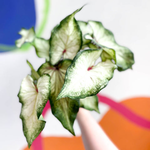Caladium 'White Delight' - Sprouts of Bristol