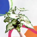 Caladium 'White Delight' - Sprouts of Bristol