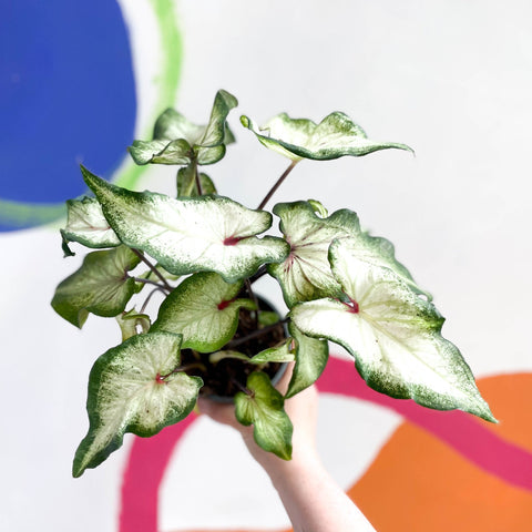 Caladium 'White Delight' - Sprouts of Bristol