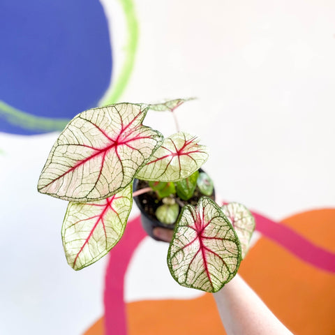 Caladium 'White Queen' - Sprouts of Bristol