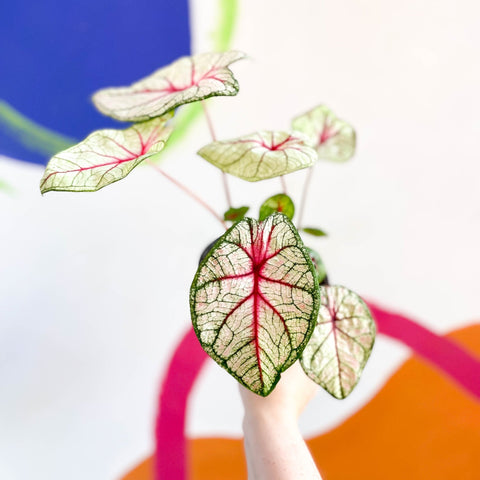 Caladium 'White Queen' - Sprouts of Bristol