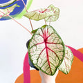 Caladium 'White Queen' - Sprouts of Bristol