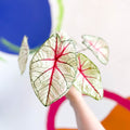 Caladium 'White Queen' - Sprouts of Bristol