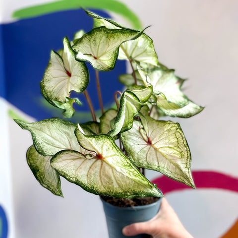 Caladium 'White Star' - Sprouts of Bristol