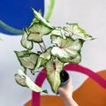 Caladium 'White Star' - Sprouts of Bristol