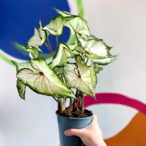 Caladium 'White Star' - Sprouts of Bristol