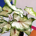 Caladium 'White Star' - Sprouts of Bristol