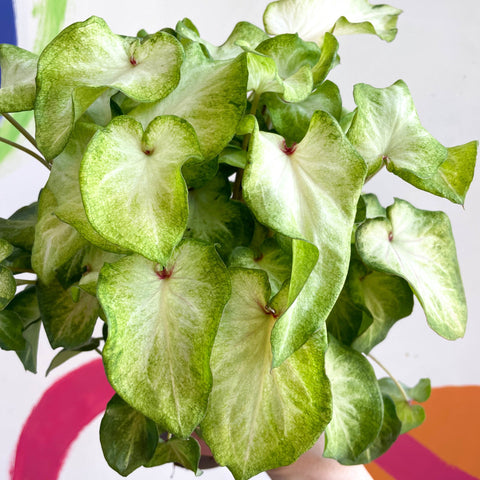 Caladium 'White Wing' - Sprouts of Bristol