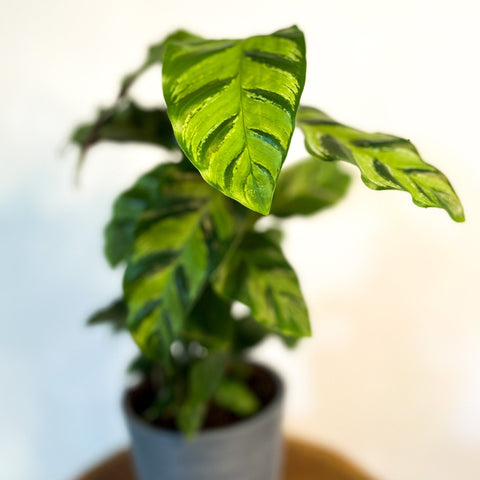 Calathea / Ctenanthe - Sprouts of Bristol